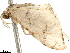  (Idaea BOLD:ADL0704 - BIOUG36800-E12)  @11 [ ] CreativeCommons - Attribution (2018) CBG Photography Group Centre for Biodiversity Genomics