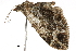  ( - BIOUG36804-G02)  @11 [ ] CreativeCommons - Attribution (2018) CBG Photography Group Centre for Biodiversity Genomics