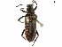  ( - BIOUG39659-A12)  @11 [ ] CreativeCommons - Attribution (2019) CBG Photography Group Centre for Biodiversity Genomics