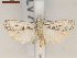  ( - CLV7414)  @11 [ ] CreativeCommons  Attribution Non-Commercial Share-Alike (2019) Carlos Lopez Vaamonde Institut National de la Recherche Agronomique, Zoologie Forestiere