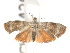  ( - CLV7426)  @11 [ ] CreativeCommons  Attribution Non-Commercial Share-Alike (2019) Carlos Lopez Vaamonde Institut National de la Recherche Agronomique, Zoologie Forestiere