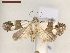 ( - CLV7494)  @11 [ ] CreativeCommons  Attribution Non-Commercial Share-Alike (2019) Carlos Lopez Vaamonde Institut National de la Recherche Agronomique, Zoologie Forestiere