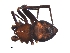  ( - BIOUG36795-A10)  @11 [ ] CreativeCommons - Attribution (2019) Unspecified Centre for Biodiversity Genomics