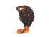  ( - BIOUG36795-A10)  @11 [ ] CreativeCommons - Attribution (2019) Unspecified Centre for Biodiversity Genomics