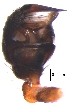  ( - BIOUG36795-A10)  @11 [ ] CreativeCommons - Attribution (2019) Unspecified Centre for Biodiversity Genomics