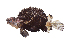  (Glyptauchen panduratus - ABTC100805)  @11 [ ] Copyright (2018) Unspecified CSIRO, Australian National Fish Collection