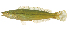  (Neoodax balteatus - ABTC87191)  @11 [ ] CreativeCommons - Attribution Non-Commercial Share-Alike (2018) Unspecified CSIRO, Australian National Fish Collection