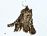  ( - BIOUG97787-A09)  @11 [ ] CreativeCommons - Attribution (2023) CBG Photography Group Centre for Biodiversity Genomics