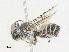  (Megachile ZAF01 - CBG-A02880-C01)  @11 [ ] CreativeCommons - Attribution (2023) CBG Photography Group Centre for Biodiversity Genomics