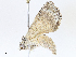  ( - CBG-A05389-G06)  @11 [ ] CreativeCommons - Attribution (2023) CBG Photography Group Centre for Biodiversity Genomics