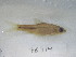  (Enteromius viviparus - 76314-480)  @11 [ ] CreativeCommons - Attribution Non-Commercial Share-Alike (2013) SAIAB SAIAB