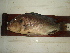  (Oreochromis niloticus - MM11-104)  @13 [ ] CreativeCommons - Attribution Non-Commercial Share-Alike (2012) SAIAB SAIAB