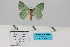  (Heterorachis devocata devocata - HSS18019)  @11 [ ] Unspecified (default): All Rights Reserved  Unspecified Unspecified