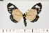  (Aletis monteironis - HSS18143)  @11 [ ] Unspecified (default): All Rights Reserved  Unspecified Unspecified