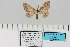  (Scopula rufisalsa rufisalsa - HSS18159)  @11 [ ] Unspecified (default): All Rights Reserved  Unspecified Unspecified