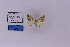  (Epirrhoe annulifera - HSS18289)  @11 [ ] Unspecified (default): All Rights Reserved  Unspecified Unspecified