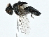  ( - BIOUG95307-A09)  @11 [ ] CreativeCommons - Attribution (2023) CBG Photography Group Centre for Biodiversity Genomics