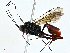  ( - BIOUG97785-A06)  @11 [ ] CreativeCommons - Attribution (2023) CBG Photography Group Centre for Biodiversity Genomics