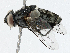  ( - CBG-A02895-F01)  @11 [ ] CreativeCommons - Attribution (2023) CBG Photography Group Centre for Biodiversity Genomics
