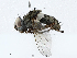  (Blaesoxipha rufipes - CBG-A02896-D11)  @11 [ ] CreativeCommons - Attribution (2023) CBG Photography Group Centre for Biodiversity Genomics