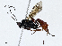  ( - CBG-A02896-E11)  @11 [ ] CreativeCommons - Attribution (2023) CBG Photography Group Centre for Biodiversity Genomics