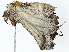  ( - BIOUG80119-B11)  @11 [ ] CreativeCommons - Attribution (2022) CBG Photography Group Centre for Biodiversity Genomics