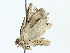  ( - BIOUG80722-A10)  @11 [ ] CreativeCommons - Attribution (2022) CBG Photography Group Centre for Biodiversity Genomics