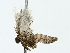  ( - BIOUG80722-A12)  @11 [ ] CreativeCommons - Attribution (2022) CBG Photography Group Centre for Biodiversity Genomics