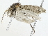  ( - BIOUG95307-E04)  @11 [ ] CreativeCommons - Attribution (2023) CBG Photography Group Centre for Biodiversity Genomics