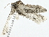  ( - BIOUG95307-E05)  @11 [ ] CreativeCommons - Attribution (2023) CBG Photography Group Centre for Biodiversity Genomics
