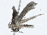  ( - CBG-A01226-G03)  @11 [ ] CreativeCommons - Attribution (2023) CBG Photography Group Centre for Biodiversity Genomics