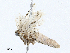  ( - CBG-A02864-B10)  @11 [ ] CreativeCommons - Attribution (2023) CBG Photography Group Centre for Biodiversity Genomics