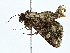  ( - BIOUG80717-A08)  @11 [ ] CreativeCommons - Attribution (2022) CBG Photography Group Centre for Biodiversity Genomics