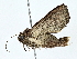  ( - BIOUG80717-A09)  @11 [ ] CreativeCommons - Attribution (2022) CBG Photography Group Centre for Biodiversity Genomics
