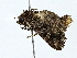  ( - BIOUG80717-A10)  @11 [ ] CreativeCommons - Attribution (2022) CBG Photography Group Centre for Biodiversity Genomics