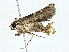  ( - BIOUG80717-C05)  @11 [ ] CreativeCommons - Attribution (2022) CBG Photography Group Centre for Biodiversity Genomics