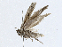  ( - CBG-A02842-F06)  @11 [ ] CreativeCommons - Attribution (2023) CBG Photography Group Centre for Biodiversity Genomics