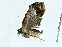  ( - CBG-A01201-A01)  @11 [ ] CreativeCommons - Attribution (2023) CBG Photography Group Centre for Biodiversity Genomics