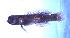  (Caffrogobius gilchristi - SAIAB T804)  @11 [ ] Unspecified (default): All Rights Reserved  Unspecified Unspecified