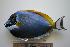  (Acanthurus leucosternon - SAIAB 77933-T151)  @15 [ ] Unspecified (default): All Rights Reserved  Unspecified Unspecified