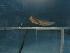  (Blenniella chrysospilos - SAIAB 78040-T361)  @13 [ ] Unspecified (default): All Rights Reserved  Unspecified Unspecified