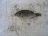  ( - SAIAB 78273-T499)  @12 [ ] Unspecified (default): All Rights Reserved  Unspecified Unspecified