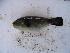  (Arothron immaculatus - SAIAB 78276-T486)  @11 [ ] Unspecified (default): All Rights Reserved  Unspecified Unspecified