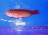  (Pseudanthias cooperi - SAIAB T602)  @12 [ ] Unspecified (default): All Rights Reserved  Unspecified Unspecified