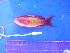  ( - SAIAB T603)  @11 [ ] Unspecified (default): All Rights Reserved  Unspecified Unspecified