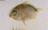  ( - ACEP08-990)  @12 [ ] Unspecified (default): All Rights Reserved  Unspecified Unspecified