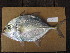  ( - GG13-A010)  @11 [ ] CreativeCommons - Attribution Non-Commercial Share-Alike (2013) SAIAB SAIAB