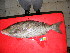  (Lethrinus olivaceus - MAL-007)  @14 [ ] CreativeCommons - Attribution Non-Commercial Share-Alike (2012) SAIAB SAIAB