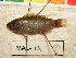  ( - MAL-196)  @13 [ ] CreativeCommons - Attribution Non-Commercial Share-Alike (2012) SAIAB SAIAB