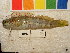  (Blenniella periophthalmus - MAL-224)  @15 [ ] CreativeCommons - Attribution Non-Commercial Share-Alike (2012) SAIAB SAIAB